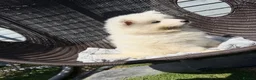 Samoyed dogs for sale: Beautiful Samoyed Puppies .    - Advert 8