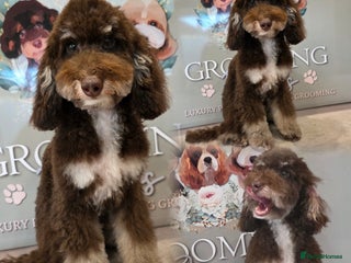 Miniature Poodle dogs Small miniture poodle - Advert 7