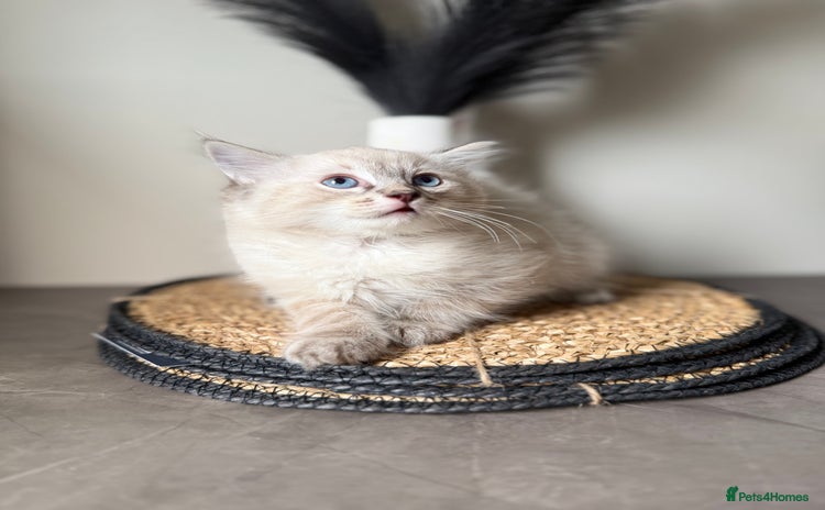 Ragdoll cats - Advert 5