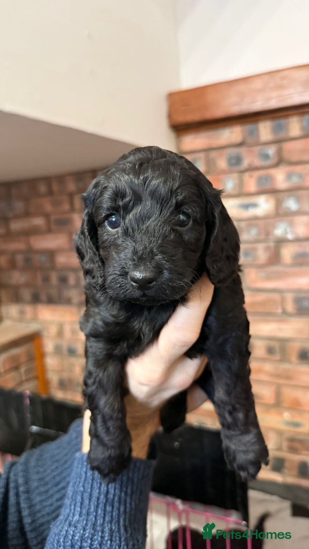 Cockapoo dogs for sale: 🐾 Cockapoo Puppies 🐾  - Advert 11