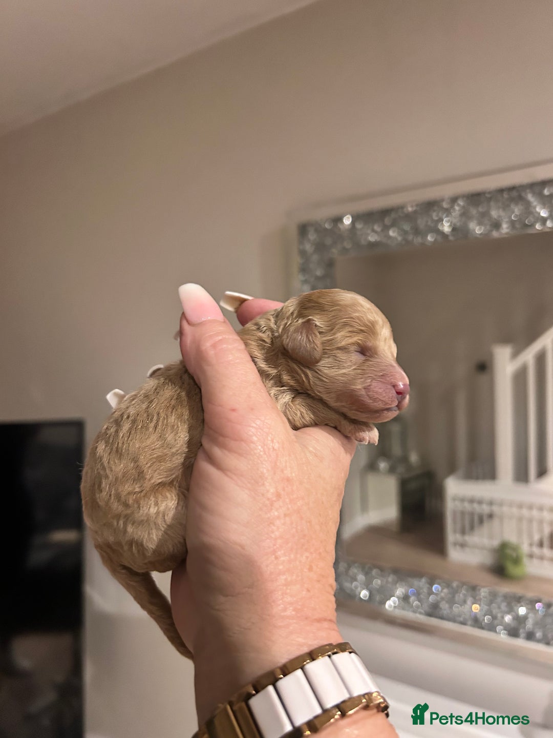 Maltipoo dogs for sale: Red teeny tiny maltipoo puppy - Advert 5