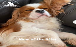 Cavalier King Charles Spaniel dogs for sale: Excessively tested Cavalier King Charles Spaniels - Image 26