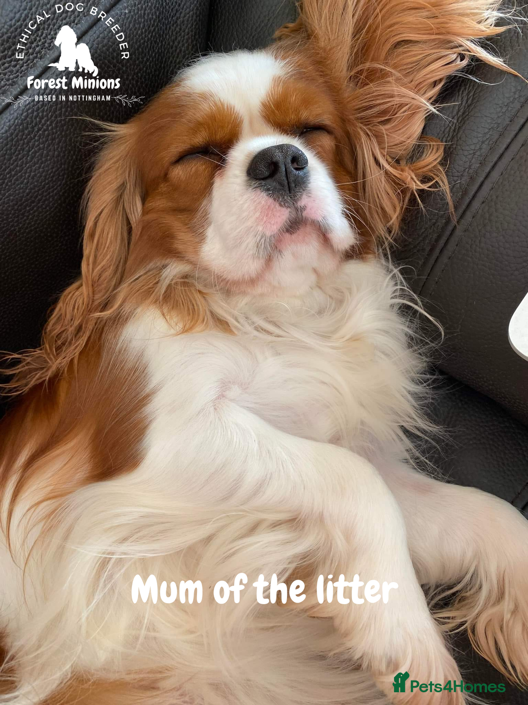 Cavalier King Charles Spaniel dogs for sale: Excessively tested Cavalier King Charles Spaniels - Image 26
