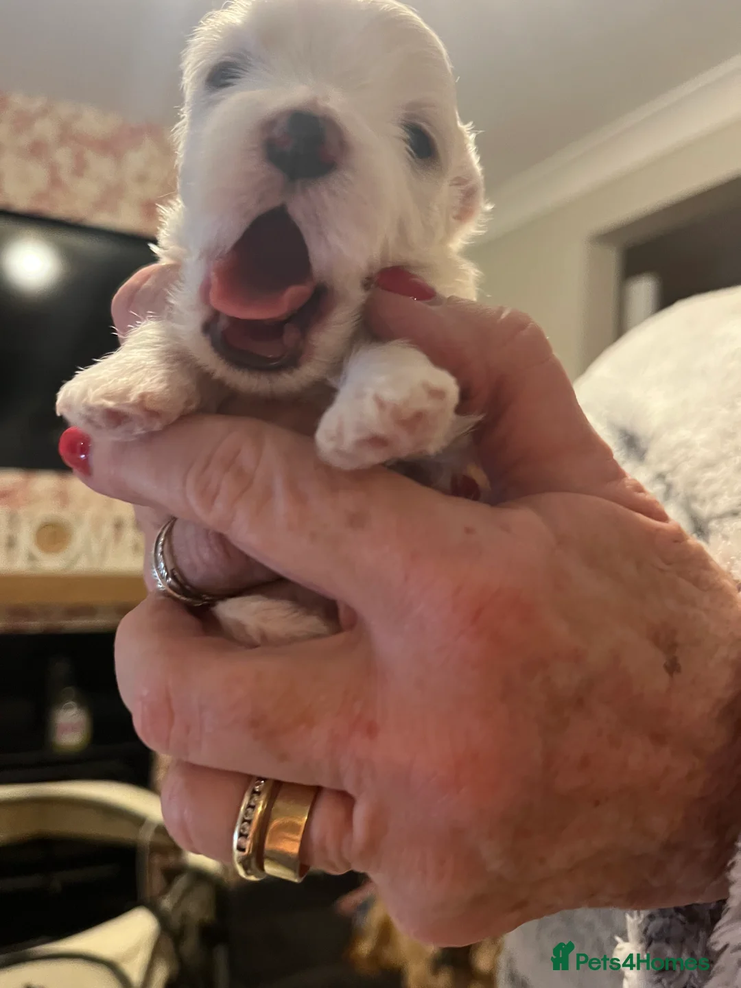 Maltese dogs for sale: Maltese babies - Advert 18