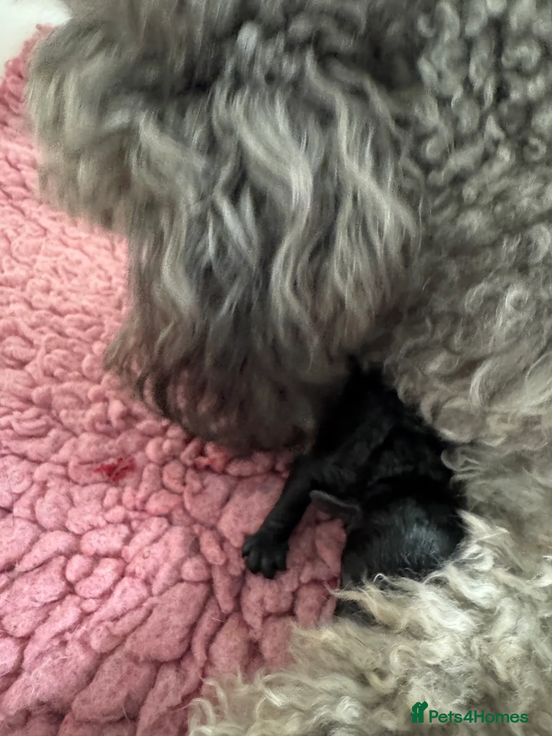 Toy Poodle dogs for sale: Toy poodle x Asian  - Advert 4