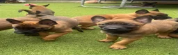 Belgian Shepherd Dog dogs for sale: Stunning litter of Belgian Malinois puppies  in Weymouth - Advert 10