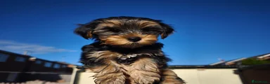 Yorkshire Terrier 2 - Kim