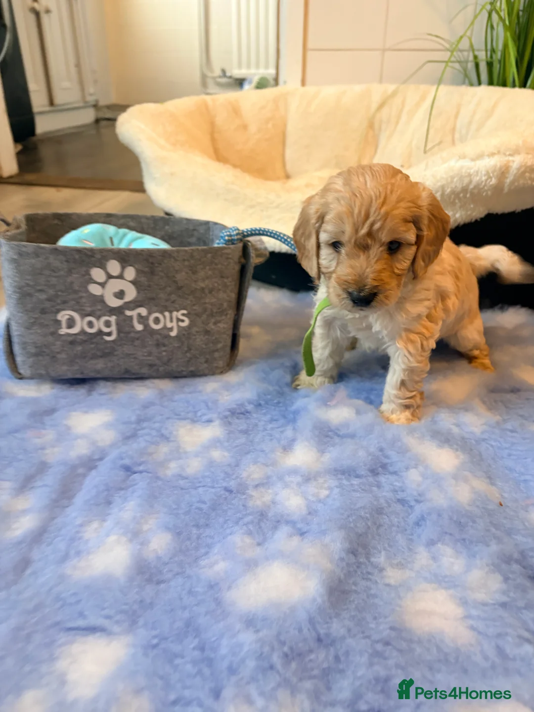 Cockapoo dogs for sale: F1B cockapoos last boy left  - Advert 18