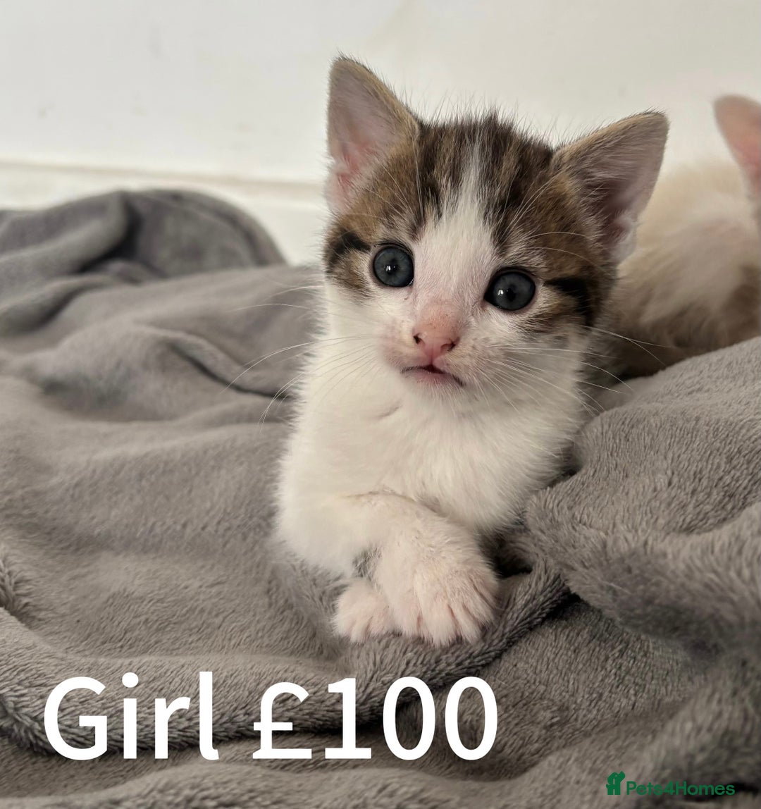 Mixed Breed cats for sale: Mixed/ragdoll kittens  - Image 4