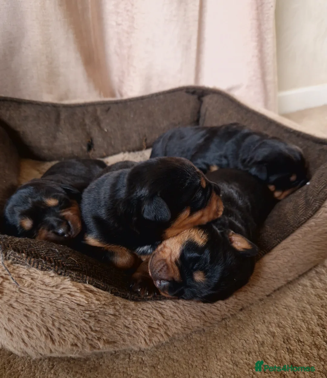 Rottweiler dogs for sale: Four Beautiful Chunky Rottweiler Puppies! - Advert 2