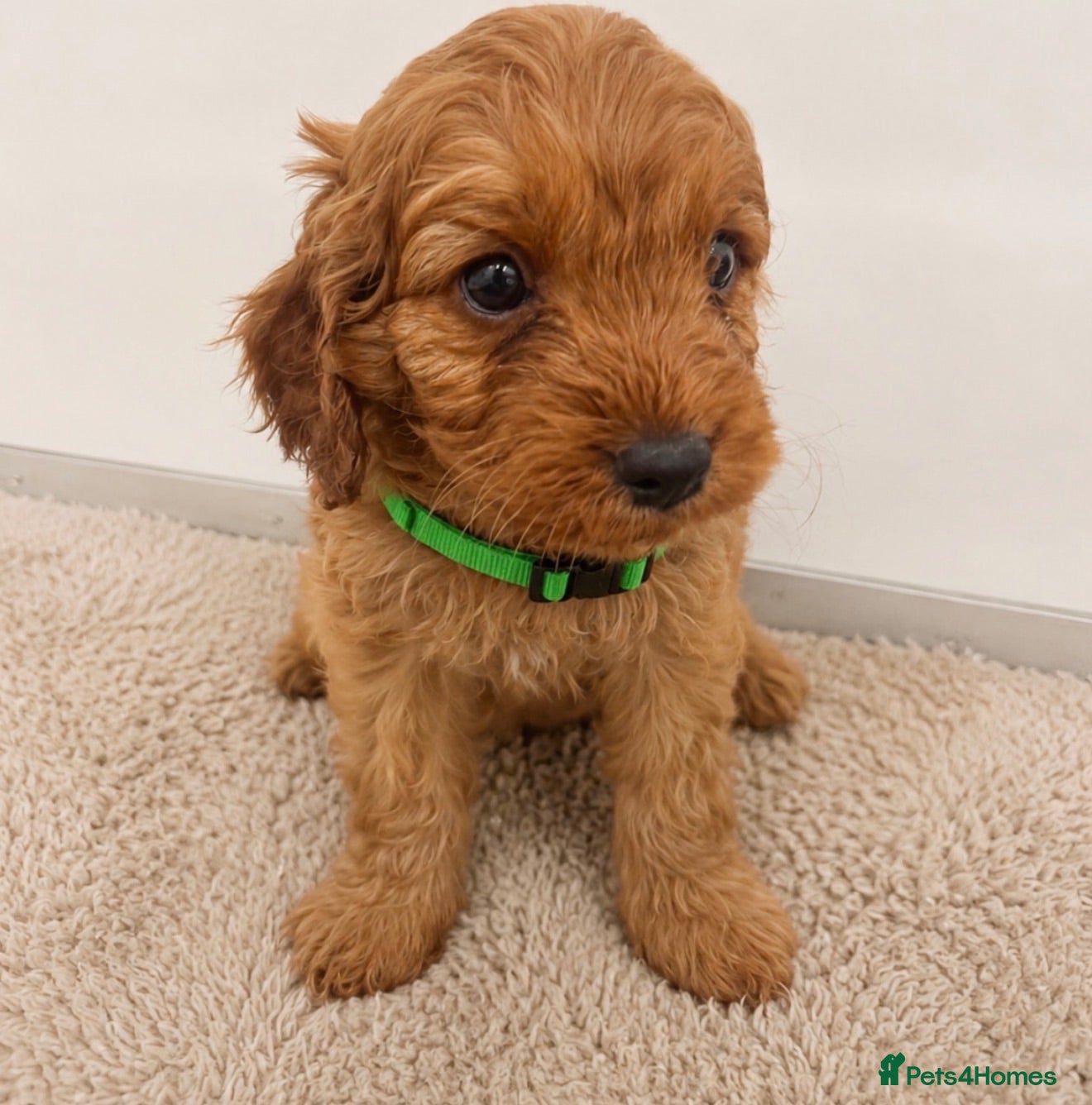 Cavapoo dogs Beautiful F1 Cavapoo's 🧬 Health Tested Parents - Advert 1
