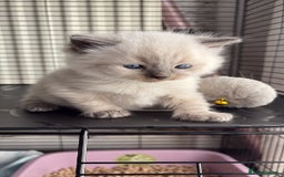 Ragdoll cats for sale: Ragdoll kittens for sale  in Runcorn - Image 16