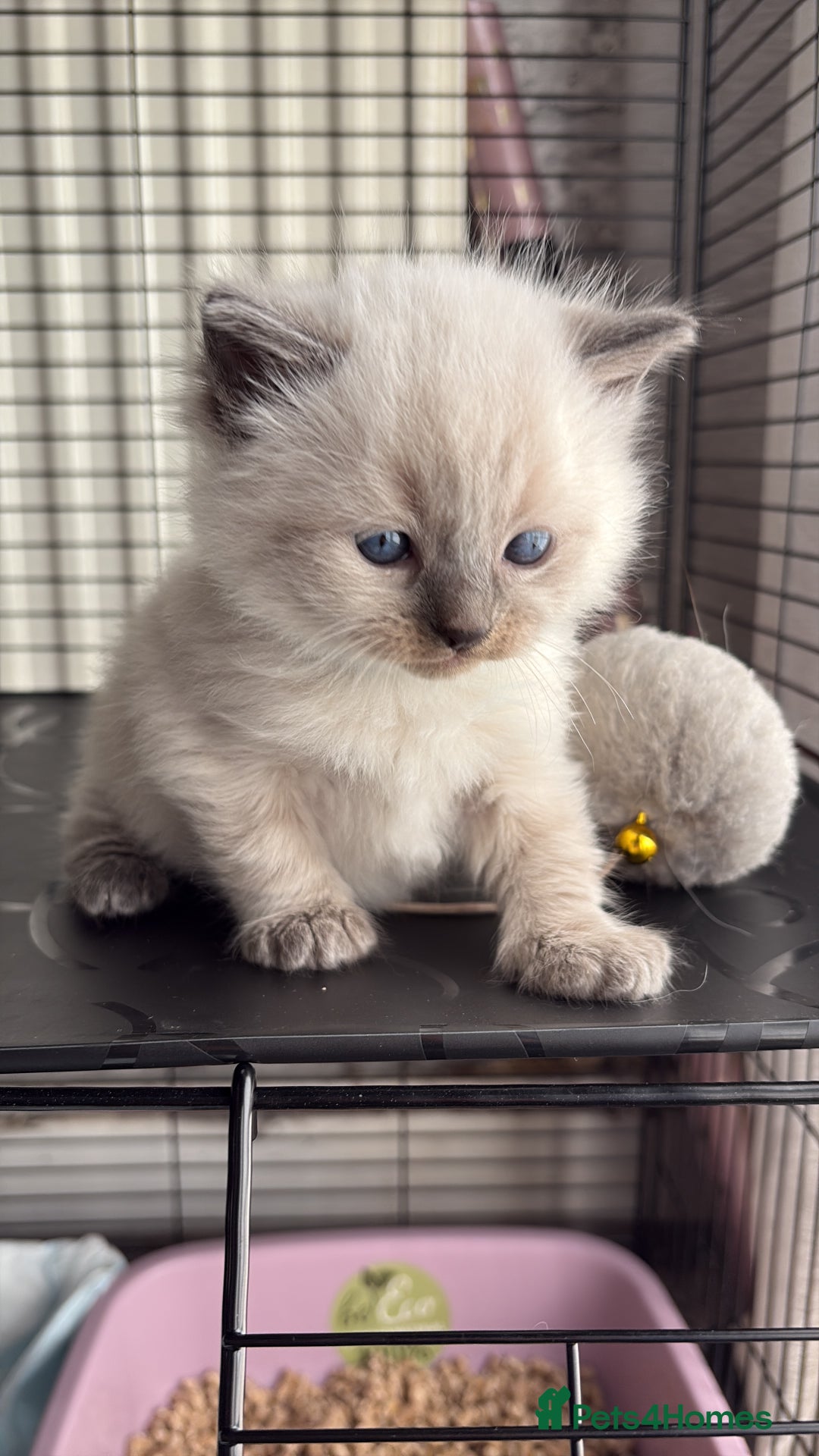 Ragdoll cats for sale: Ragdoll kittens for sale  in Runcorn - Image 16