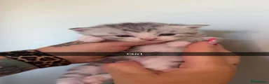 Persian 4