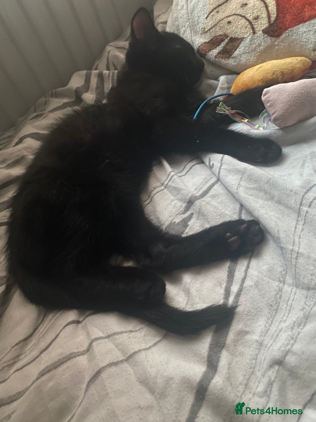 Mixed Breed cats for sale: MALE KITTEN NEEDS A NEW HOME ASAP - Image 7