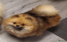 Pomeranian dogs for sale: Female pomeranian  - Image 14