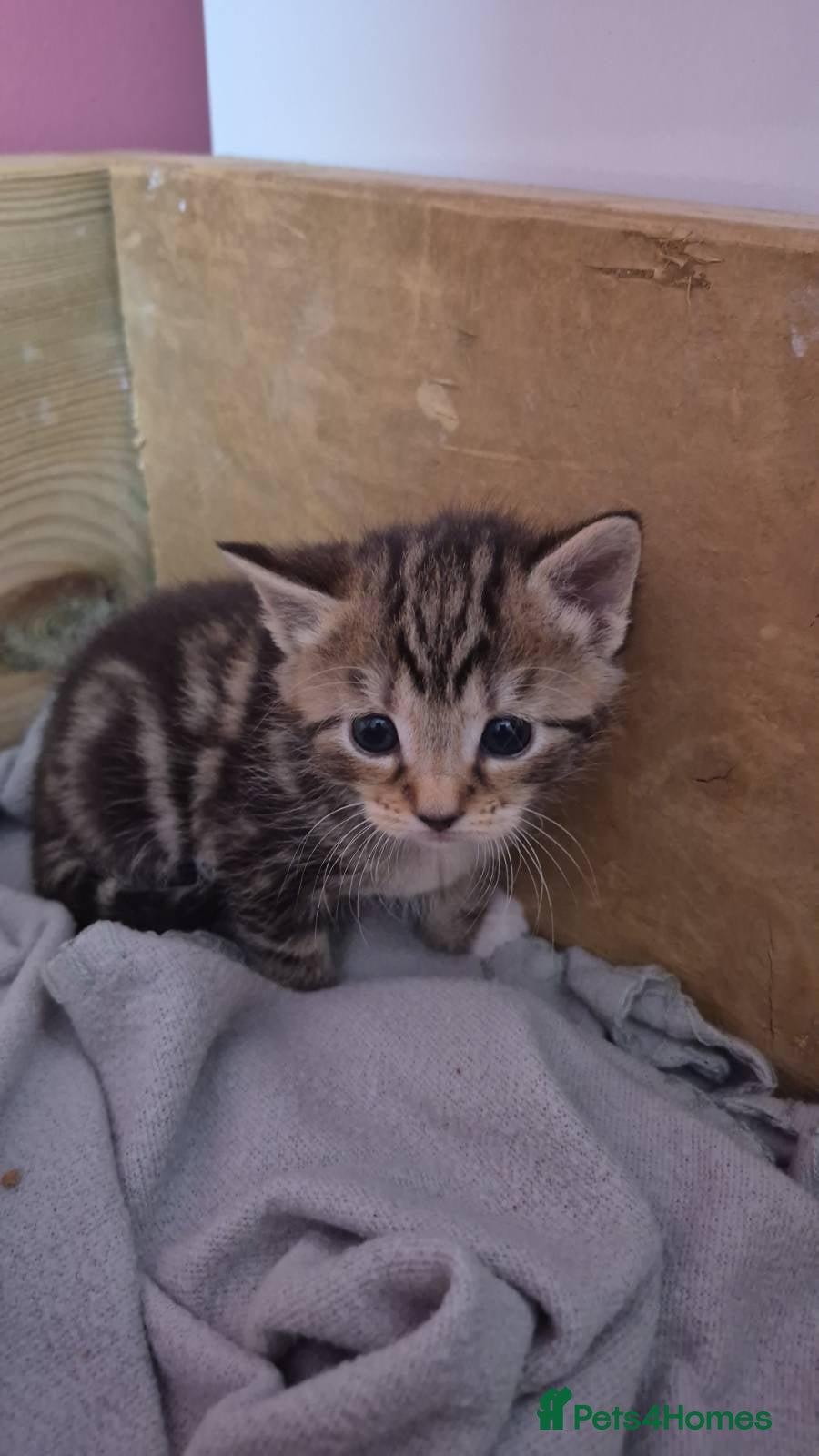 Domestic Shorthair cats for sale: 4 gorgeous kittens.  - Advert 5