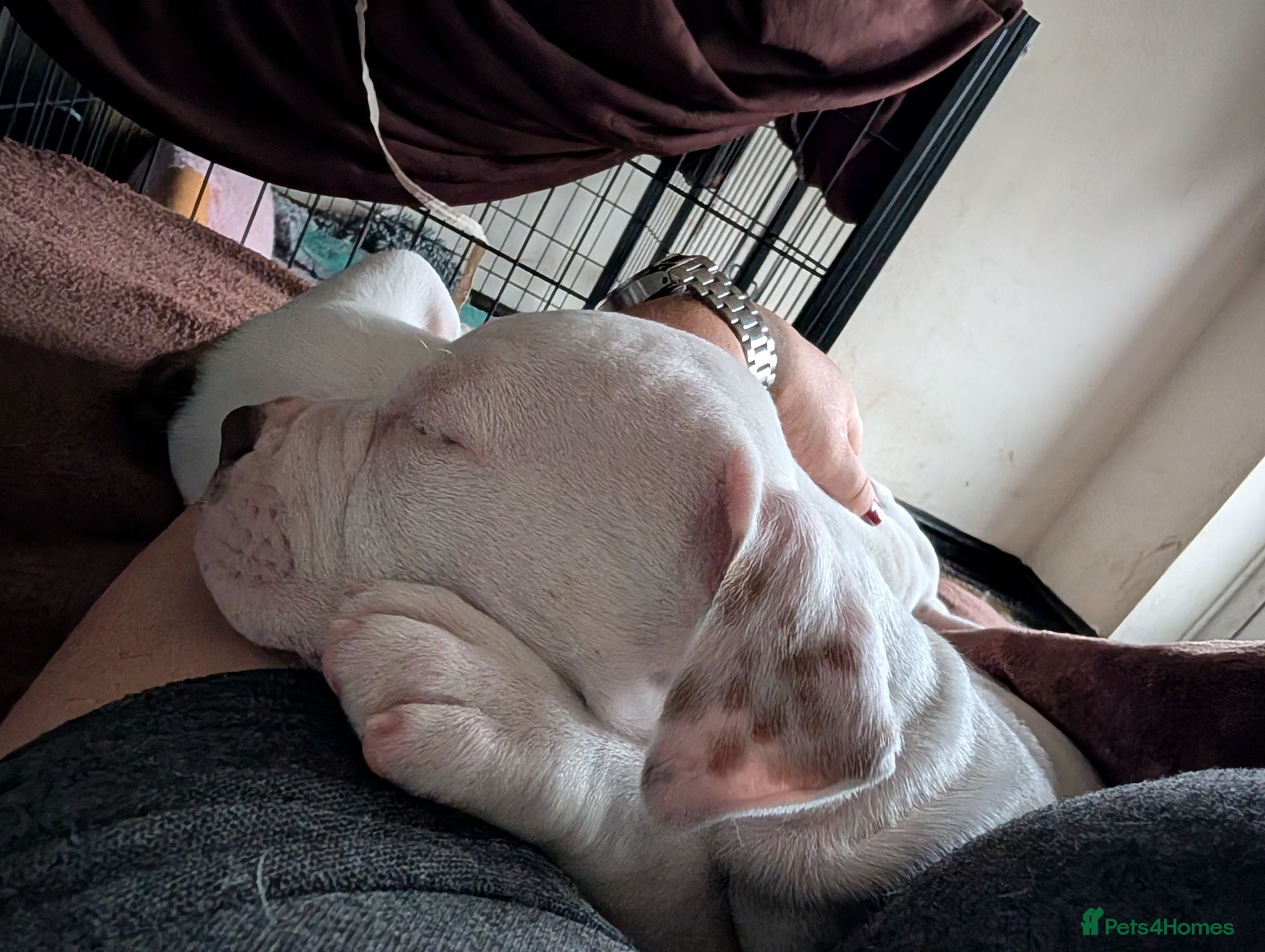 American Bulldog dogs Johnson American bulldog puppies - Advert 2