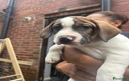 Mixed Breed dogs for sale: 🐾Cocker-Pie (Mini Hippo)s🐾 - Image 27