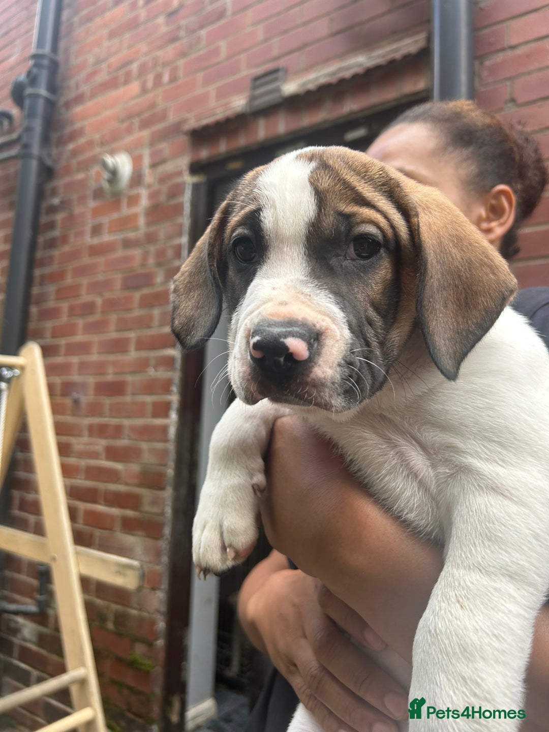 Mixed Breed dogs for sale: 🐾Cocker-Pie (Mini Hippo)s🐾 - Image 27