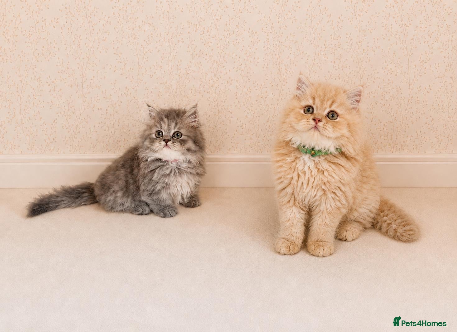 Persian cats Rare DWARF LEG PERSIANS - Persian Munchkin Minuets - Advert 2