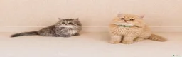 Persian cats for sale: 2 LEFT Rare PERSIAN Munchkin Minuet Kittens  - Advert 2