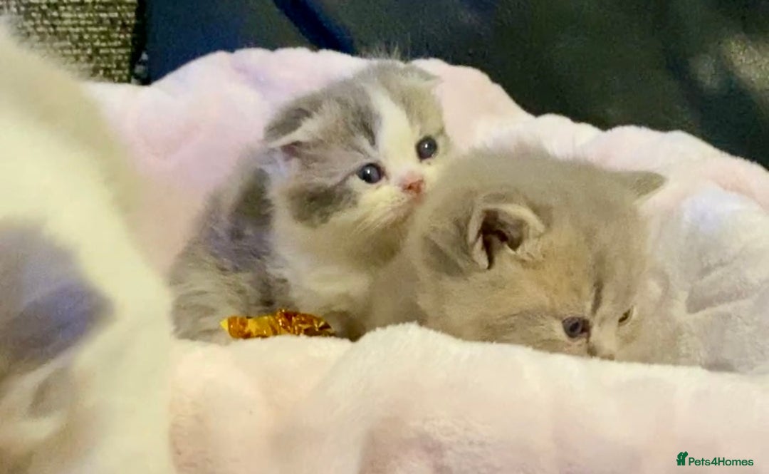 Scottish Fold cats for sale: 🧸😻ABSOLUTELY BEAUTIFUL TICA SCOTTISH/BSH😻🧸 - Advert 7