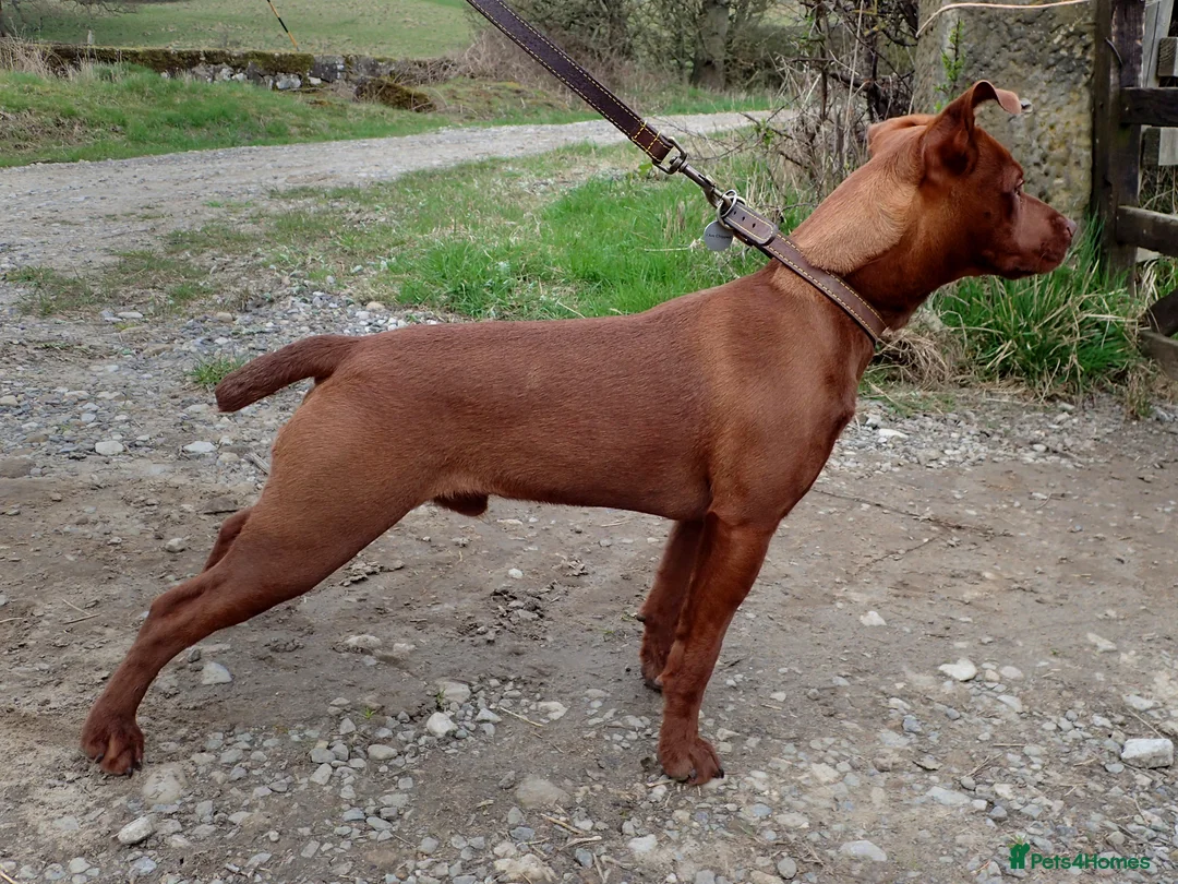 Patterdale Terrier dogs for stud:  Patterdale Terrier( Wheeler Line )Derbyshire in Alfreton - Advert 2