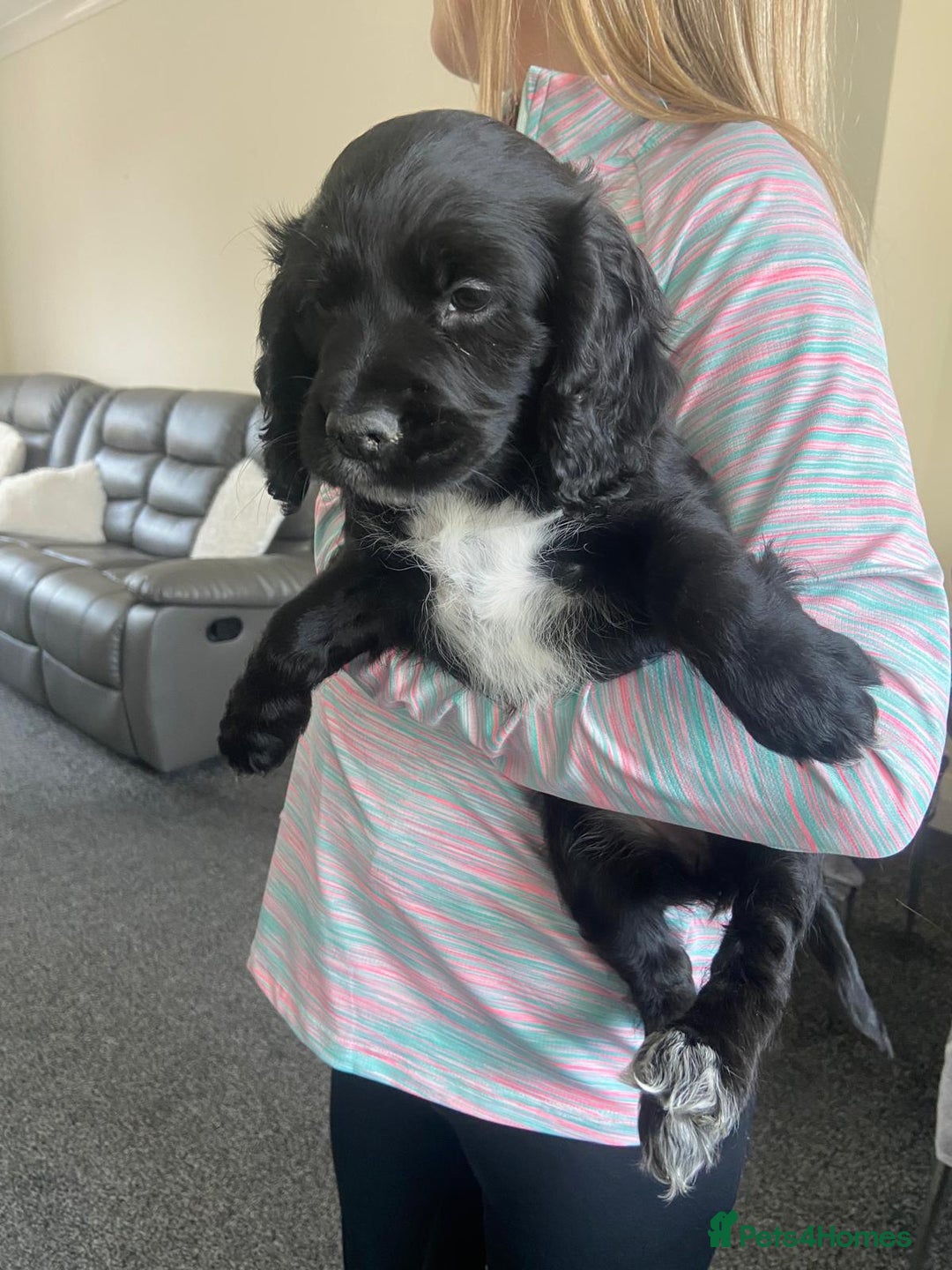 Cocker Spaniel dogs for sale: Cocker spaniel puppies - Image 11