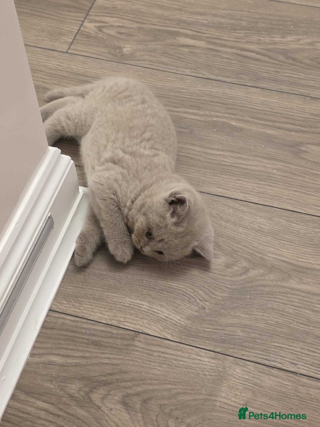 British Shorthair cats for sale: British shorthair - Advert 16