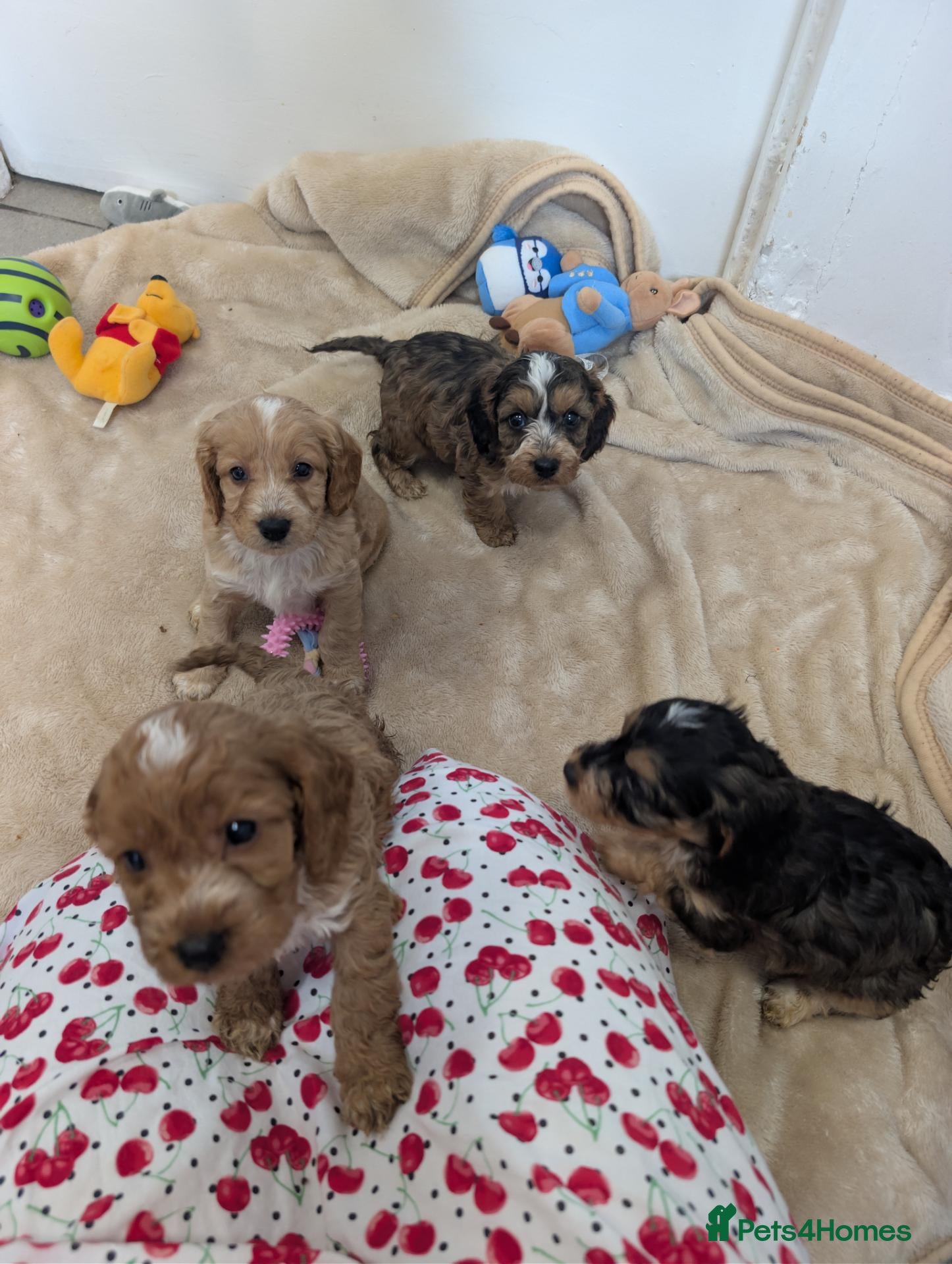 Cockapoo dogs Show Type Cockapoo Puppies DNA clear  - Advert 2