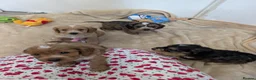 Cockapoo dogs for sale: Show Type Cockapoo Puppies DNA clear  - Advert 7