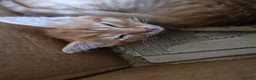 Mixed Breed cats for sale: Gorgeous playful chunky kittens  - Advert 6
