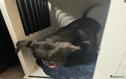 Mixed Breed dogs for sale: Cane corso x staff comes with cage and toys  - Image 3