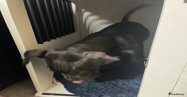 Mixed Breed dogs - Advert 4