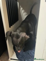 Mixed Breed dogs - Advert 4