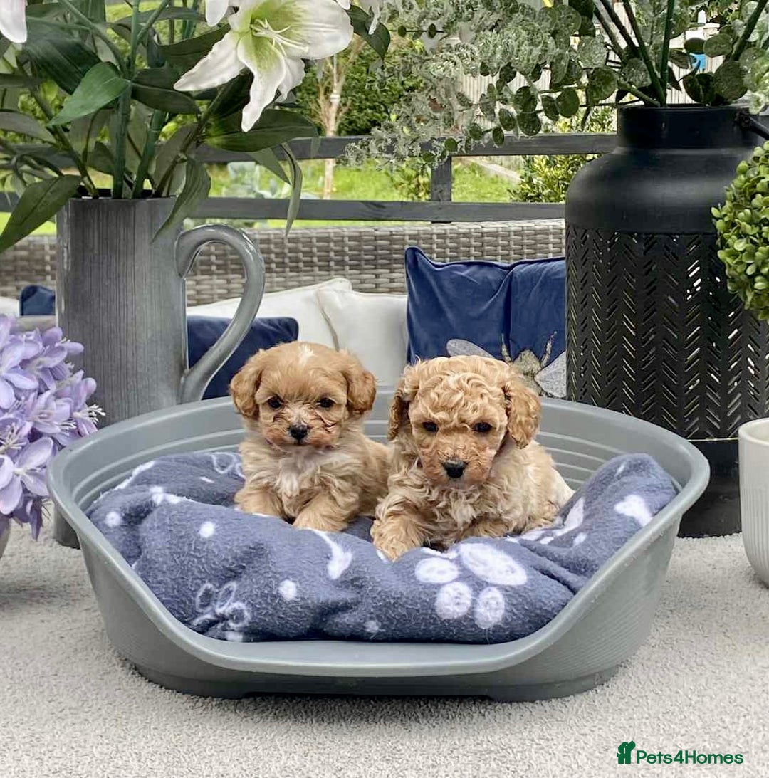 Cavachon dogs for sale: Cute Cavapoochons  - Image 8