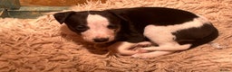 Whippet dogs for sale: Gorgeous whippet puppies  - Advert 3