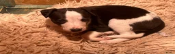 Whippet dogs for sale: Gorgeous whippet puppies  - Advert 3