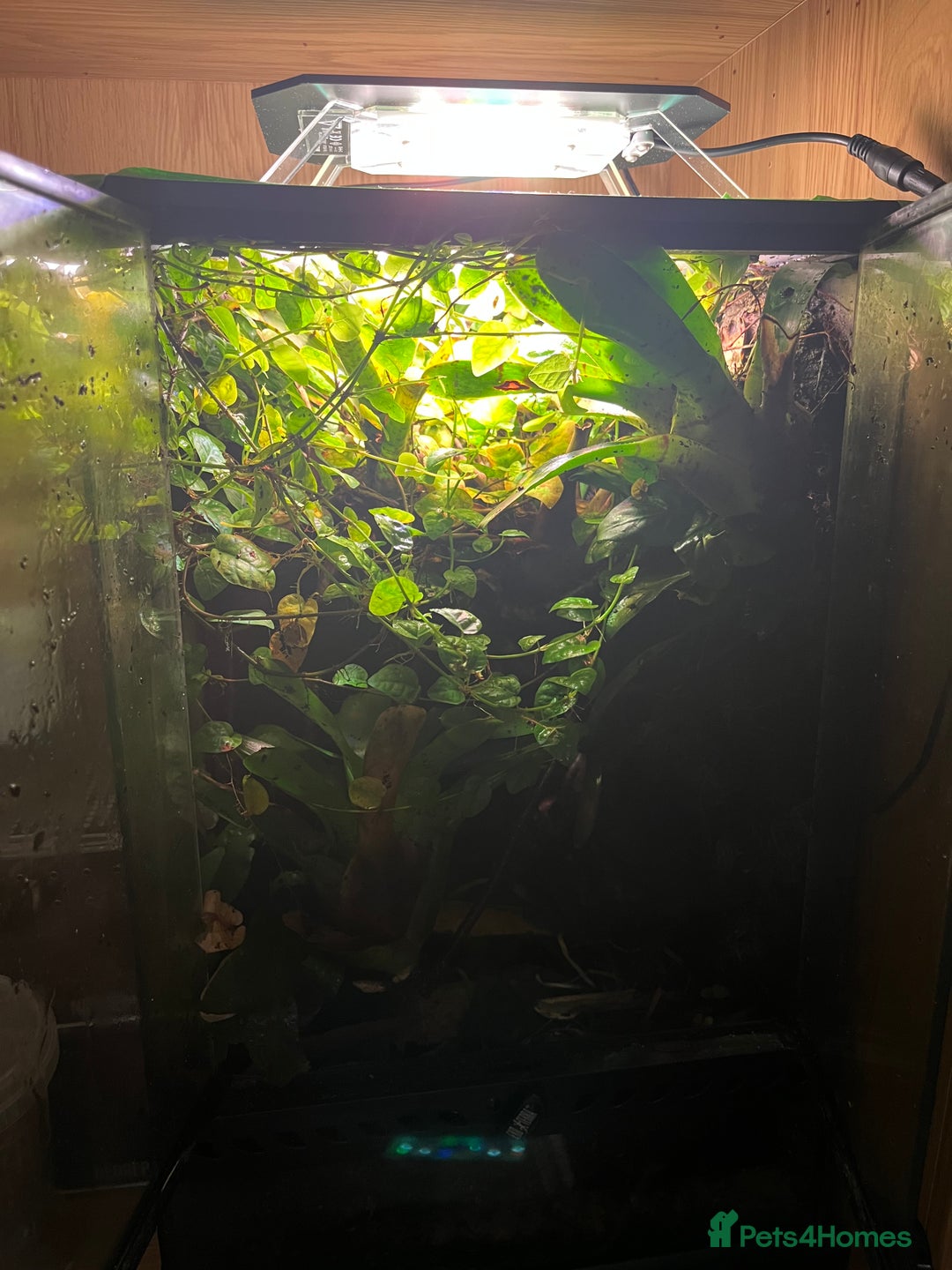 Frog reptiles for sale: Ranitomeya imitator varadero - Advert 3