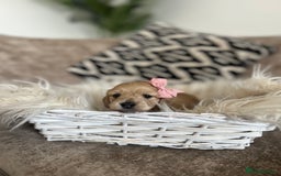 Miniature Dachshund dogs for sale: **RESERVED** cream miniature dachshund   - Image 1