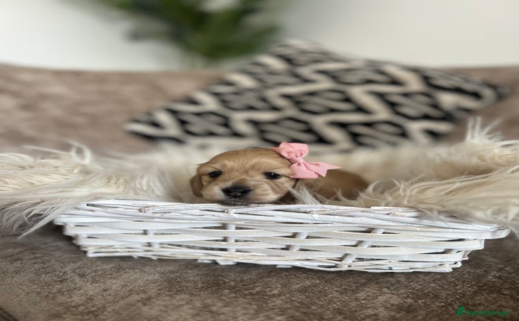 Miniature Dachshund dogs - Advert 11