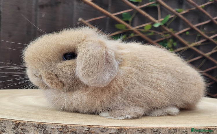 Mini Lop rabbits - Advert 2