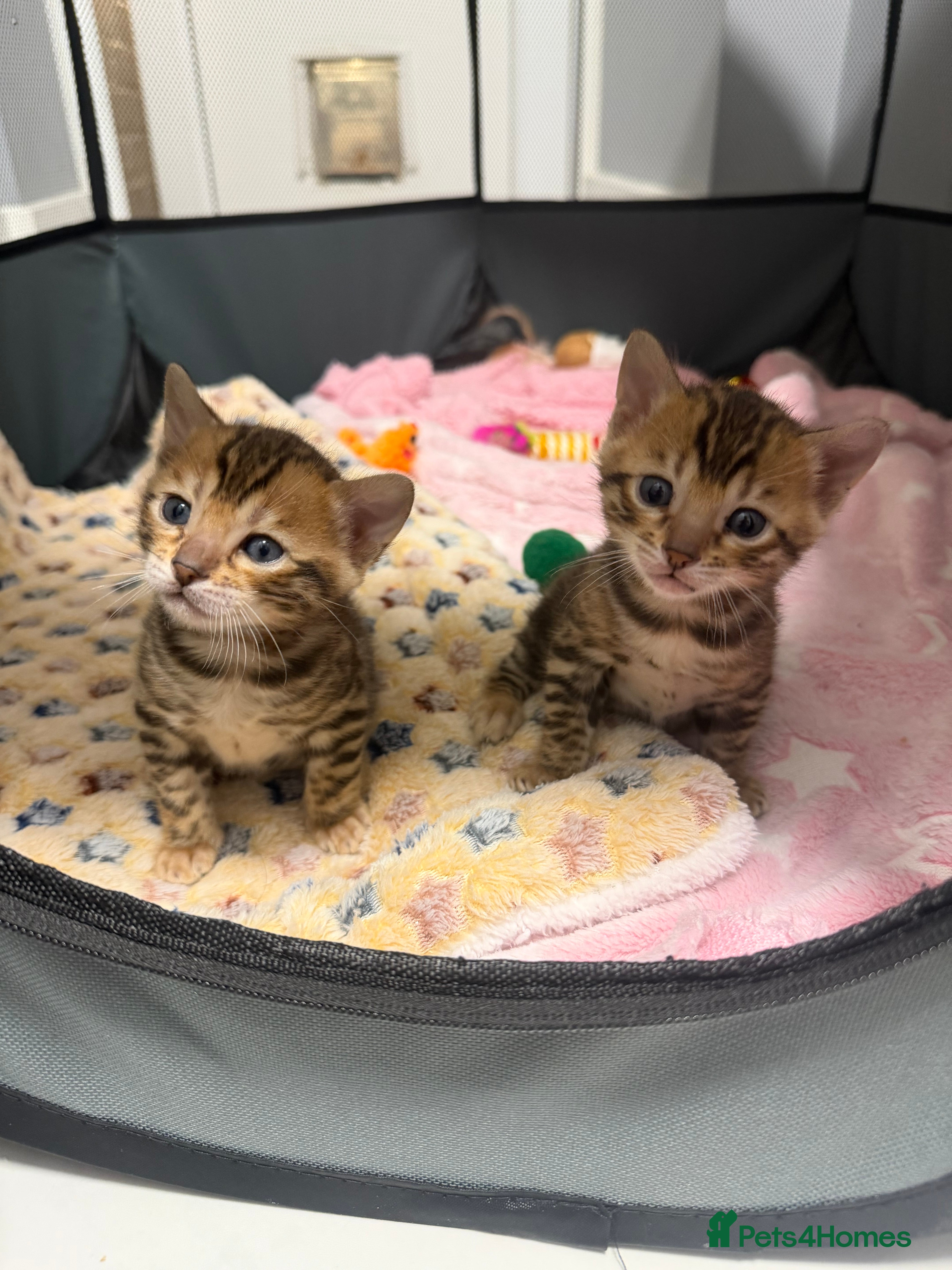 Bengal cats Pure Bengal Female kittens - Advert 2