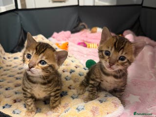 Bengal cats Pure Bengal Female kittens - Advert 2