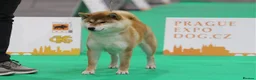 Japanese Shiba Inu dogs for stud: KC health tested Japanese Shiba Inu available  - Advert 11