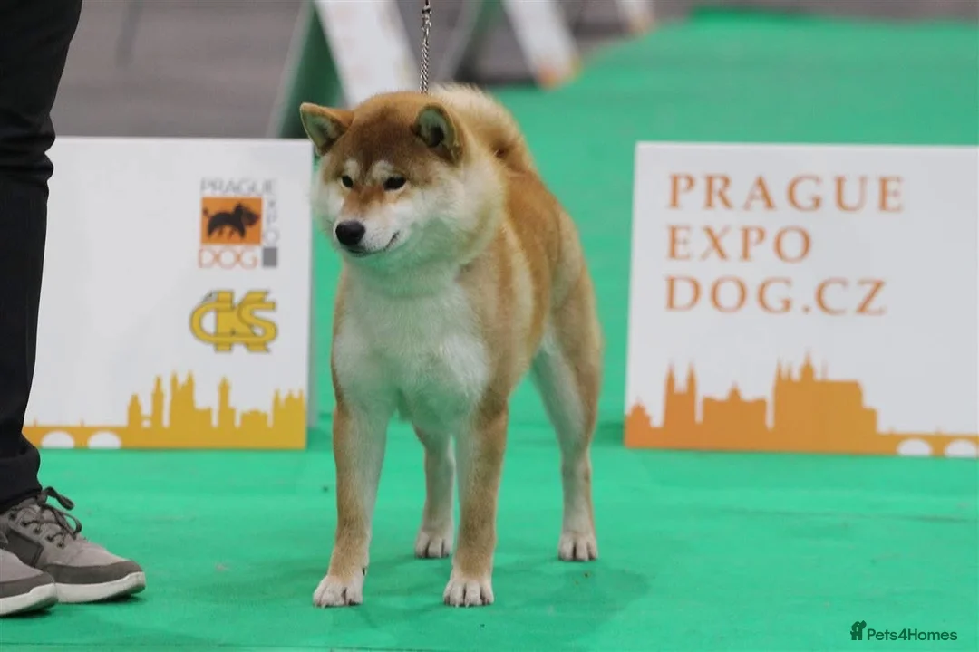 Japanese Shiba Inu dogs for stud: KC health tested Japanese Shiba Inu available  - Advert 11
