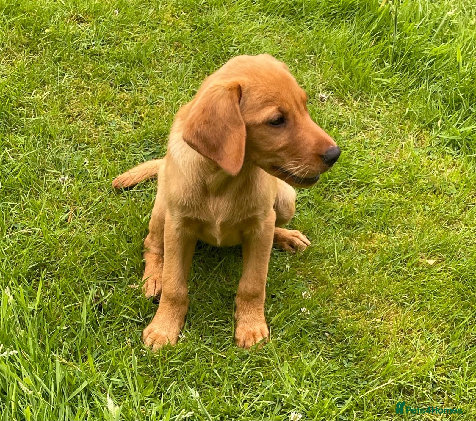 Labrador Retriever dogs for sale: Fox Red Labradors Puppies- Ready Go Go in Rotherham - Advert 4