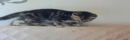 Mixed Breed cats for sale: Domestic playful kittens - Advert 12