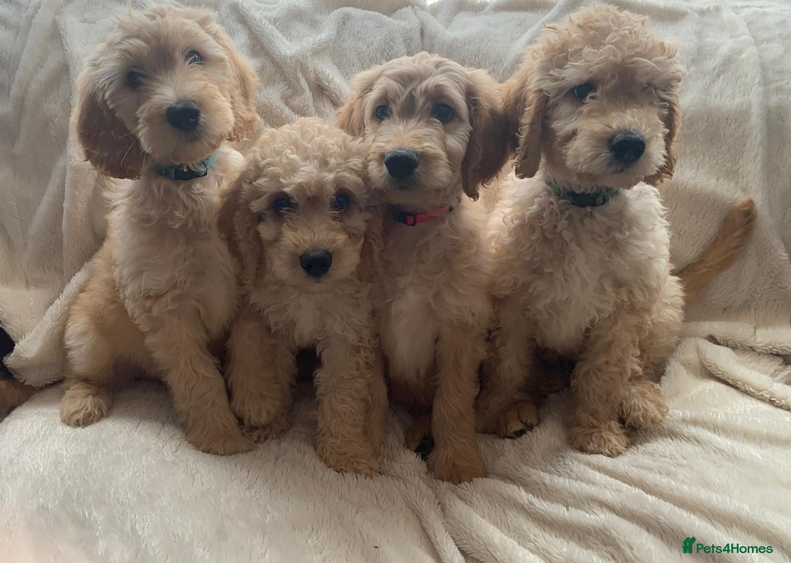 Labradoodle dogs READY NOW! Stunning Standard Labradoodle Puppies  - Advert 1